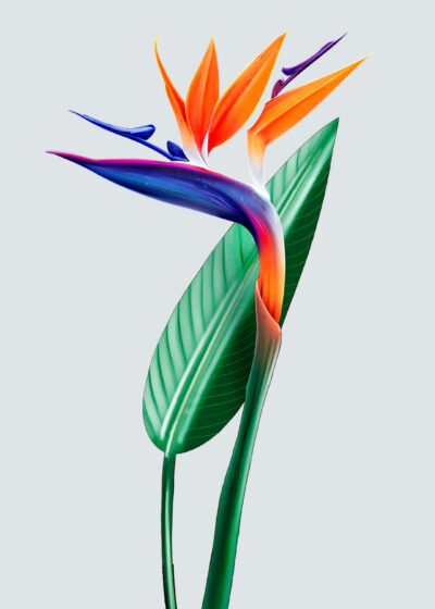 Ave del Paraiso